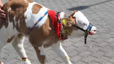 Milas'ta 'Buzağı Güzellik Yarışması'