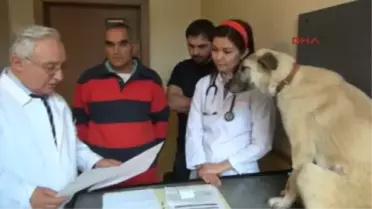 Emekli Hayvan Sever Sokak Köpeğı Besleyip Tedavi Ettiriyor