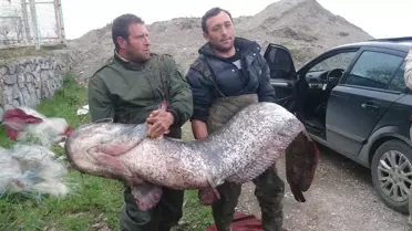 İznik Gölü'nde 87 Kilogramlık Yayın Yakalandı