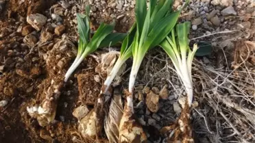 Mersin Ormanlarındaki Bitki Türleri Belirleniyor