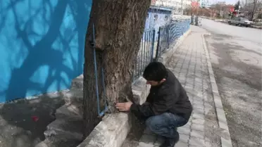 Söğüt Ağacı Demir Parmaklıkları Yuttu