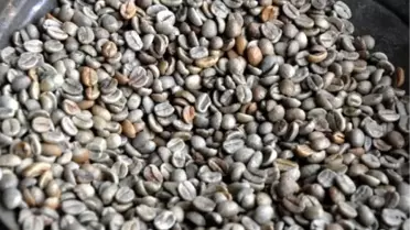 Yeşil Kahve Nasıl Zayıflatıyor?