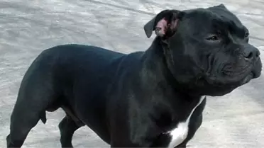 Yeni Zelanda'yı Ayağa Kaldıran Köpek Saldırısı