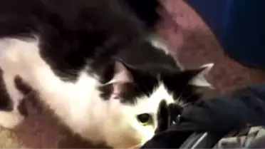 Cinnet Geçiren Kedi, Aileyi Rehin Aldı