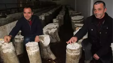Fındığa Göre Maliyeti Az, Geliri Yüksek