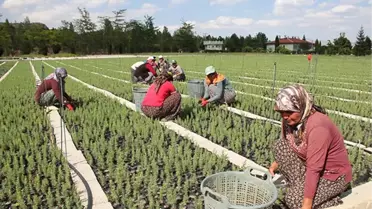 Seydişehir Orman Fidanlık İşletme Şefliği, Yeni Sezona Hazır