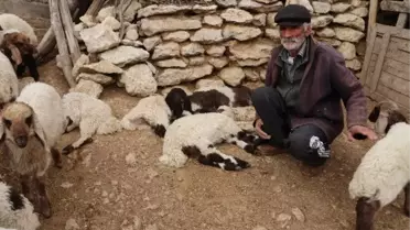 Kuzu Ölümleri