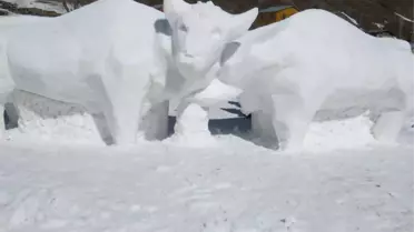 Yusufeli'de, 'Kardan Boğa Şenliği' Düzenlendi