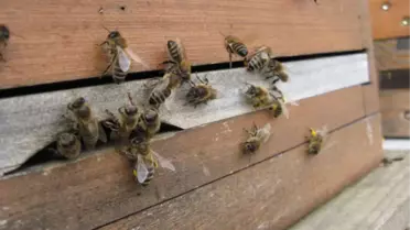 Arıcıların Göç Hazırlığı Erken Başladı