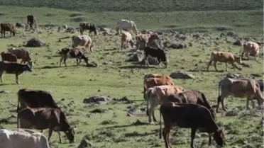 İnegöl'de Otlayan 10 Büyükbaş Hayvan Zehirlendi