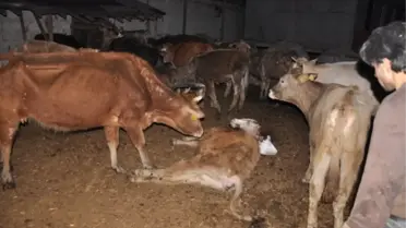 Bursa'da Tarlaya Atılan Zehir 17 Büyükbaş Hayvanı Telef Etti