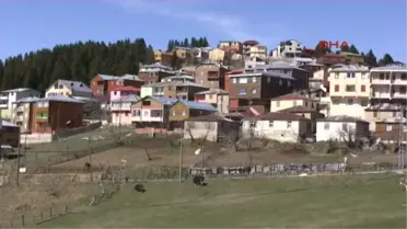 Giresun'da Çobanlık Kursu