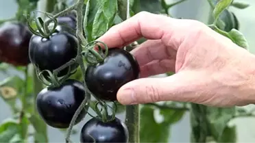 Siyah Domatesin Faydaları Saymakla Bitmiyor