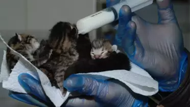 Yapışık Altız Kedi Yavruları Görenleri Şaşırtıyor