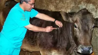 Hayvan Aşılama Çalışmaları Devam Ediyor