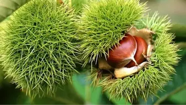 Kestane Ormanları Köylüye Gelir Kapısı Olacak