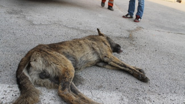 Otomobiliyle Köpeği Ezen Şahıs Sırra Kadem Bastı