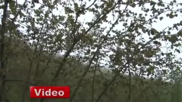 Don Fındığı Yaktı
