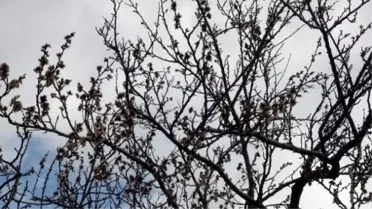 Zirai Don Meyve Ağaçlarına Zarar Verdi