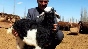 Iğdır Halfeli'de Üç Bacaklı Oğlak Dünyaya Geldi