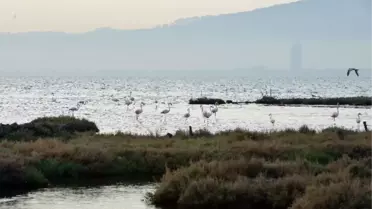 Kuş Cenneti Değil Arıtma Tesisi