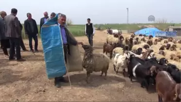 Sertifikalı Çobanlar Geliyor