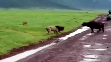 Buffalo, Ormanlar Kralı Aslanı Madara Etti