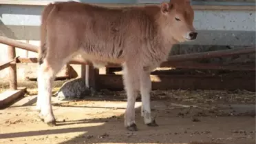 Anne ve Babası Klon Olan İlk Buzağı 'Cemre' Doğdu