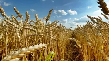 Türkiye'deki Kuraklık, Buğday Üretimini Olumsuz Etkileyecek'