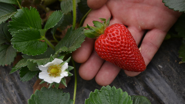Karadeniz'de Çilek Üretimi