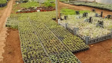 Tuam'da Bitki Satışları Başladı