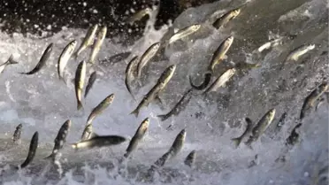 İnci Kefali Göçü ve Av Yasağı Başladı