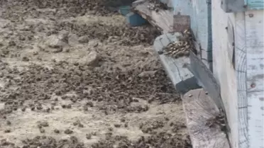 Aydın'da Arı Kolonileri Sos Vermeye Başladı