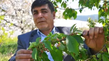 Bursa'da Meyve Ağaçlarını Don Vurdu