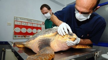 Caretta Carettaya Fizik Tedavi