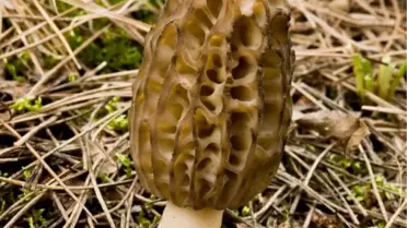 Kilogramı 70 Liraya Mantar