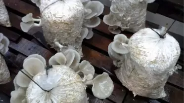 Dalaman'da Kayın Mantarı Hasadı Başladı