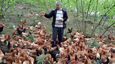 Fındık Bahçesinde Organik Yumurta Üretiyor