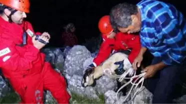 AFAD'dan Keçi Kurtarma Operasyonu