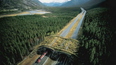 Karayollarına Yaban Hayvanları İçin Ekolojik Köprüler Kuruluyor