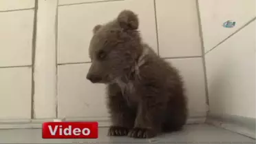 Köpek Vahşetinden Kurtulan Yavru Ayıya 5 Yıldızlı Terapi