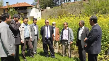 Muğla'da Yem Şalgamı Projesinde Hedef Ulaşıldı