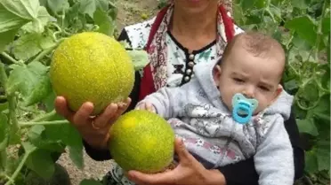 Türkiye'nin İlk Kavun Hasadı Silifke'de Başladı