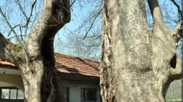700 Yıllır Cınar Ağacı
