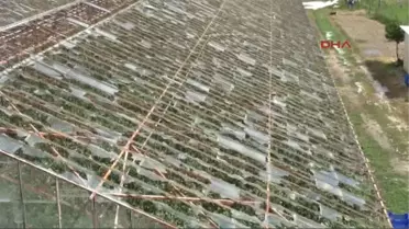 Seydikemer'de Ceviz Büyüklüğündeki Dolu Seraları Vurdu