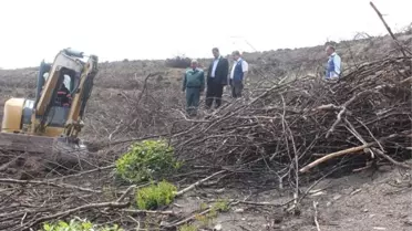 Yanan Sahalar Yeniden Ağaçlandırılacak