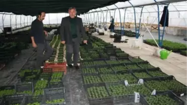 Gerze Belediyesi Serası Çiçek Açtı
