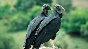 Kara Akbabalar 14 Bin 690 Dekarlık Alanda Korunacak