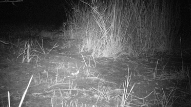 Ankara'da Fotokapanla Su Samuru Görüntülendi