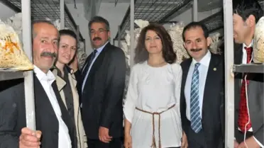 Kulacık Mantarı Ekmek Kapısı Oldu